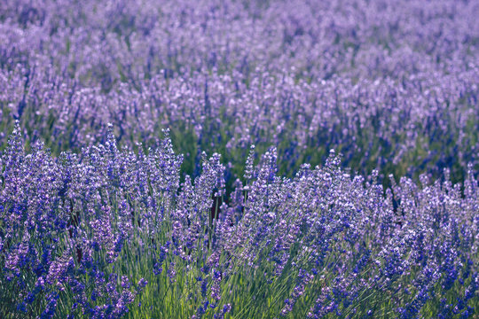 purple lavender flowers