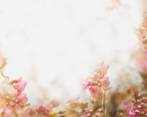 Fototapeta na wymiar Flower soft background in pastel tone for valentine or wedding .Vintage spring flower background. Flower design template.