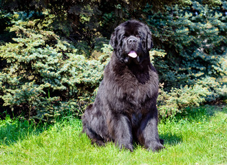 The  Newfoundland  is on the grass in the park.