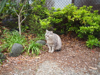 猫
