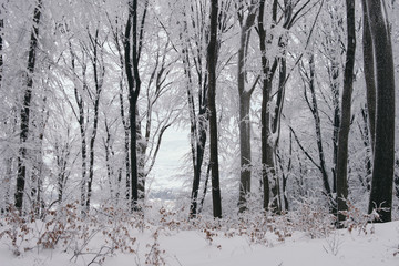 snowy woods landscape, cold winter scene