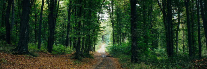 road through green forest panorama landscape