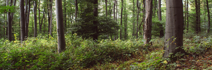 Fototapeta na wymiar green vegetation on forest ground, green forest natural landscape