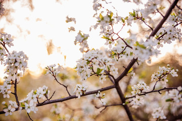 cherry blossom