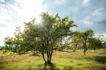 Obraz premium tree in the field