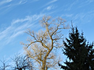 tree and blue sky
