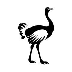 Vector, flat image of ostrich isolated on white background
