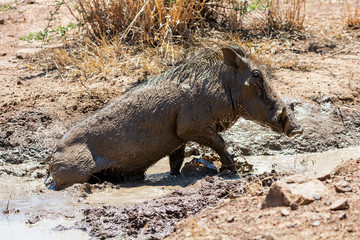 Warthog Mud Bath