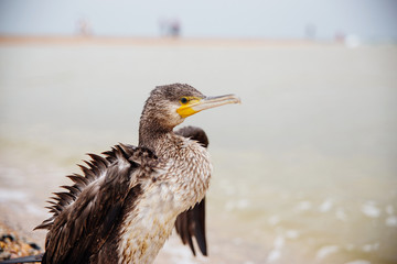 cormorant on a rock