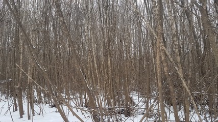 Impassable forest in winter