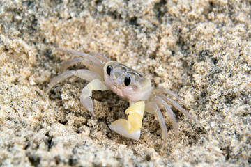 crab on sand