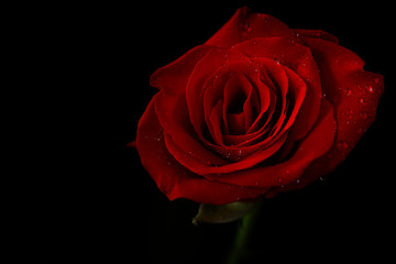 Beautiful red rose on a black background. Bouquet of beautiful roses on valentine's day, birthday, anniversary.