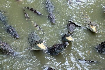 crocodiles in the pond