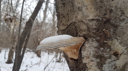 Tree mushroom
