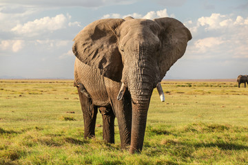 Majestic African bush elephant (Loxodonta africana) on green grass flat savanna looking into camera.