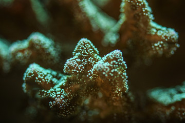 Underwater photo, close up of green coral emiting fluorescent under UV light. Abstract marine background.