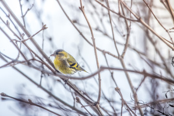 Colorful bird (siskin) sitting on a branch, winter