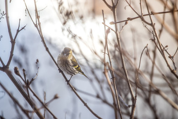 Colorful bird (siskin) sitting on a branch, winter
