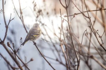 Colorful bird (siskin) sitting on a branch, winter