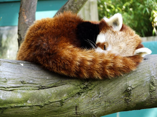 Red panda sleeping on a tree branch