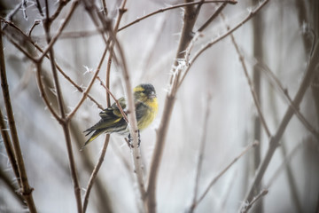 Colorful bird (siskin) sitting on a branch, winter and ice crystals