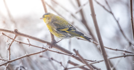 Colorful bird (siskin) sitting on a branch, winter and ice crystals