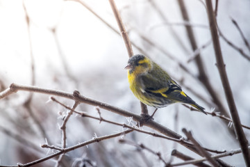 Colorful bird (siskin) sitting on a branch, winter and ice crystals