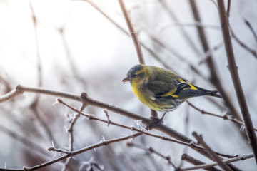 Colorful bird (siskin) sitting on a branch, winter and ice crystals