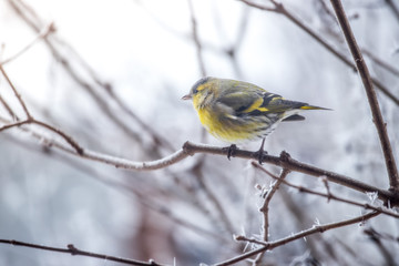 Colorful bird (siskin) sitting on a branch, winter and ice crystals