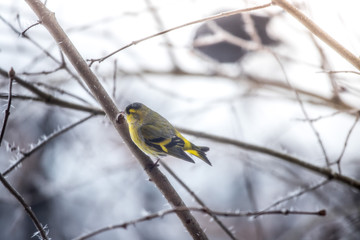 Colorful bird (siskin) sitting on a branch, winter and ice crystals