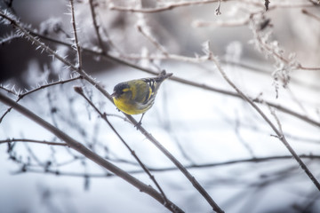Colorful bird (siskin) sitting on a branch, winter and ice crystals