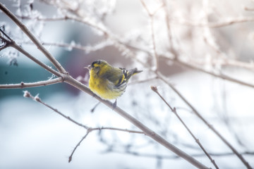 Colorful bird (siskin) sitting on a branch, winter and ice crystals