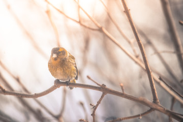 Colorful bird (siskin) sitting on a branch, winter