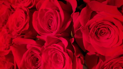 background of red roses