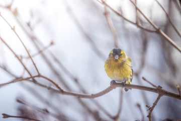 Colorful bird (siskin) sitting on a branch, winter
