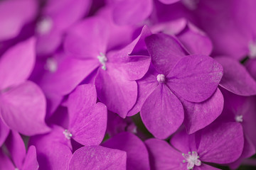 Fototapeta na wymiar Beautiful purple hydrangea flowers close up