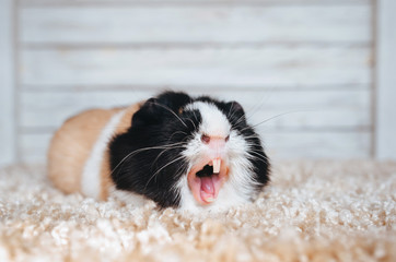 Scream in the notification. Guinea pig yawns and shows her teeth. The pet is tired. Poster. Sale,...