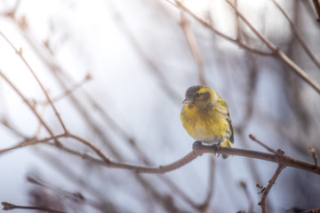Colorful bird (siskin) sitting on a branch, winter