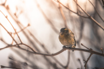 Colorful bird (siskin) sitting on a branch, winter