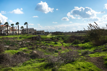 Grassland for home sheeps in sunny weather with palm on background in mediterranean landscape 