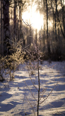 forest, tree, nature, landscape, winter, trees, fog, snow, autumn, sky, sun, cold, mist, light, water, wood, morning, river, woods, sunset, pine, misty, fall, foggy, field