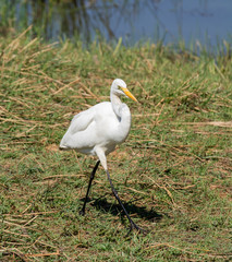Yellow-billed Egret