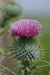 Barcelona. Delta del Llobregat. Park in Spain