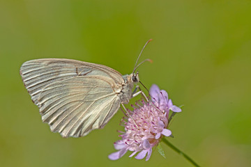 Papillon marbré de Lusitanie butinant une fleur mauve sauvage des champs du sud de la France.