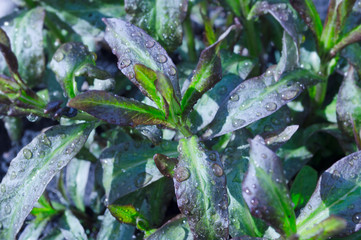 close-up garden grass in raindrops