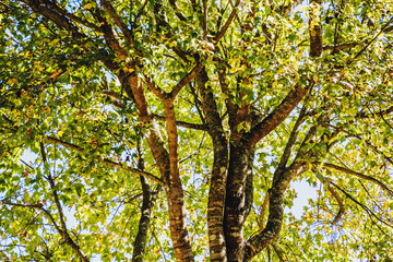 Maple tree in autumn with yellow leaves. Golden maple tree branches on blue sky. Maple tree  background. .