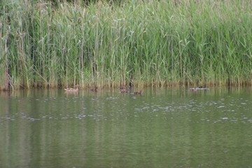 Barcelona. Delta del Llobregat. Park in Spain