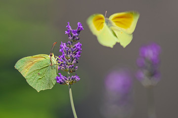 Papillons jaunes Citron de Provence entrain de butiner une fleur de lavande et de voler.