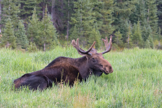 Shiras Moose of The Colorado Rocky Mountains