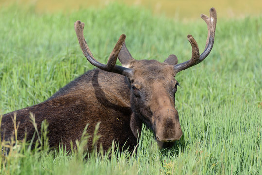 Shiras Moose of The Colorado Rocky Mountains